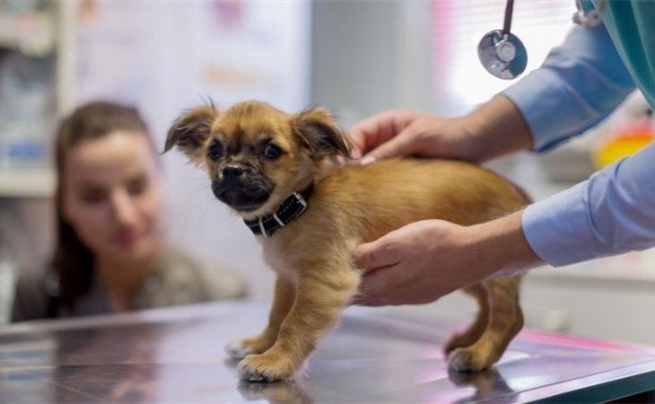 Se pretende reducir el número de animales y así evitar el abandono