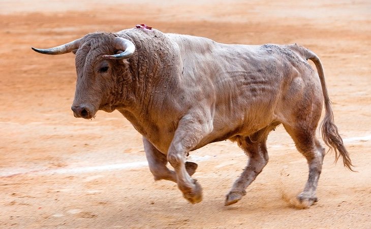 Los toros de lidia son los especímenes más bravos para torear