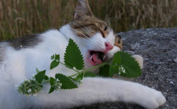 Un gato pasándolo bien gracias a la nepetalactona