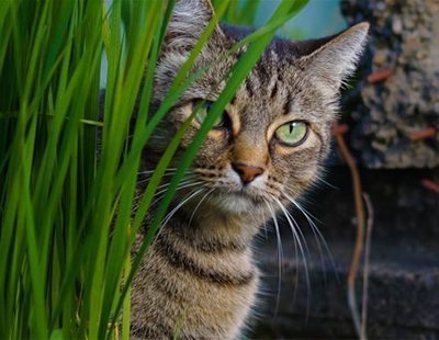 La droga preferida por los gatos que podría ayudar a tratar el cáncer