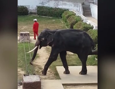 Indignación por el vídeo de un elefante extremadamente delgado relizando trucos en un zoo