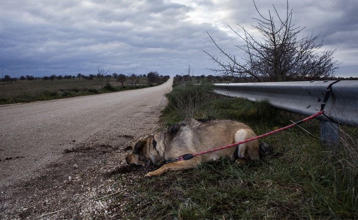 En las vacaciones se abandonan muchas mascotas porque no se sabe qué hacer con ellos