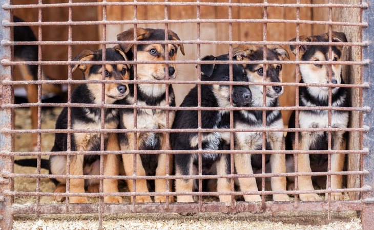 ¡Adopta! Las protectoras están llenas de perros abandonados esperando un nuevo hogar