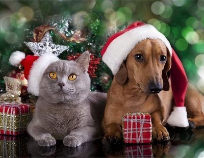 ¿Por qué una mascota no es un buen regalo de Navidad?