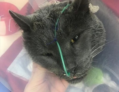 Fallece el gato que abandonaron rociado con gasolina en Fuenlabrada