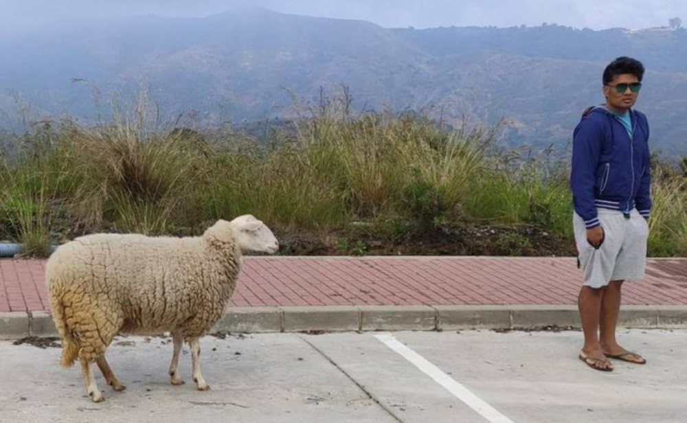 El denunciado junto a la oveja que paseaba