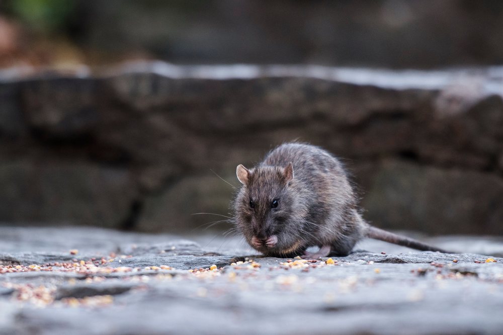 Una rata deambula por las calles de Nueva York