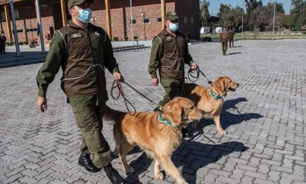 Uno de los perros adiestrado para identificar a personas con coronavirus