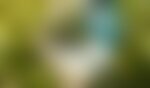 Recolección de verduras, imagen de sustitución