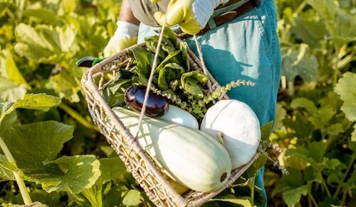 Recolección de verduras