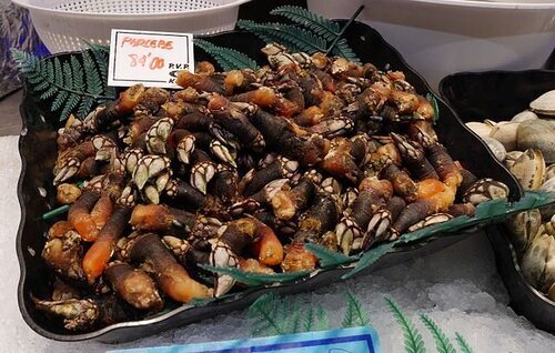 Percebes