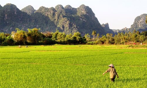 Arrozal en Vietnam