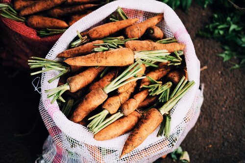 Zanahorias de huerto