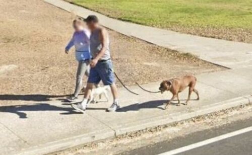 La imagen avanzada en Google Maps del perro desvela la realidad sobre su anatomía