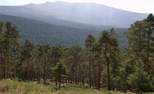 Montes de Valsaín