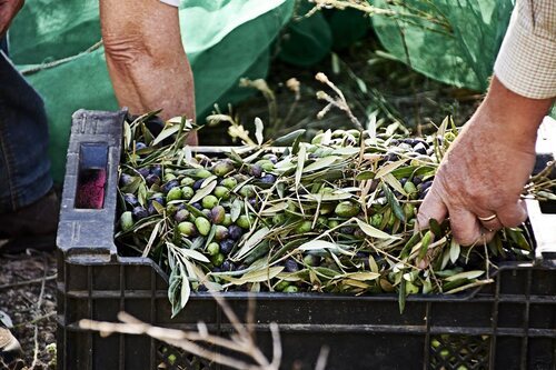 Agricultores recogiendo la oliva