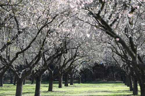 Almendros en flor en la Quinta de los Molinos