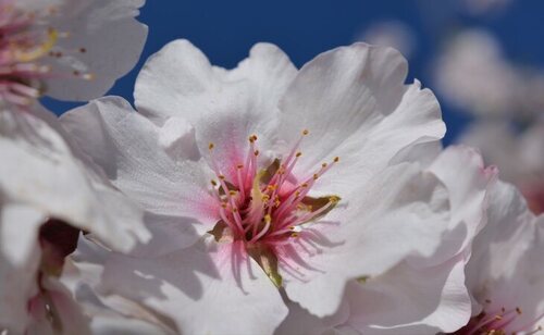 Los almendros en flor son una gran oportunidad para reunirse con nuestros seres queridos