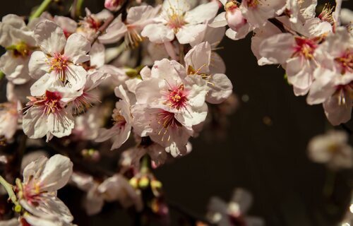 Los almendros en flor son una gran muestra del espíritu de la fugacidad del tiempo