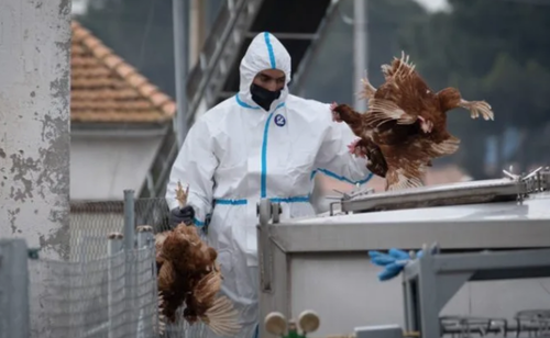 Gallinas siendo sacrificadas por el brote de gripe aviar