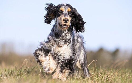 El cocker spaniel inglés