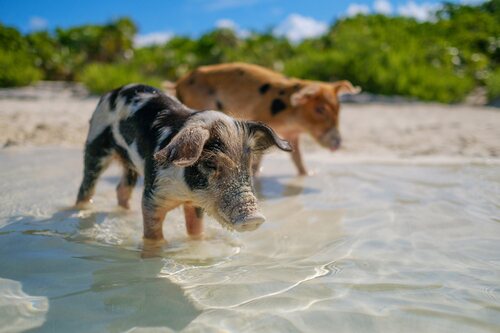 Unos amigables cerdos en las playas de Bahamas