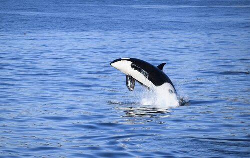 Una orca salvaje saltando del agua