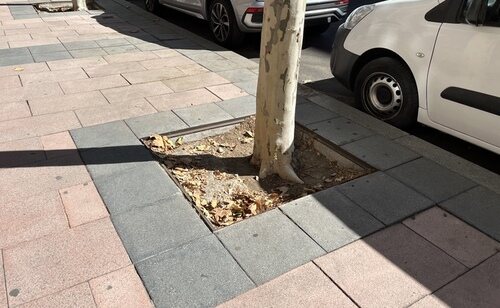 Árbol en la calle Velázquez