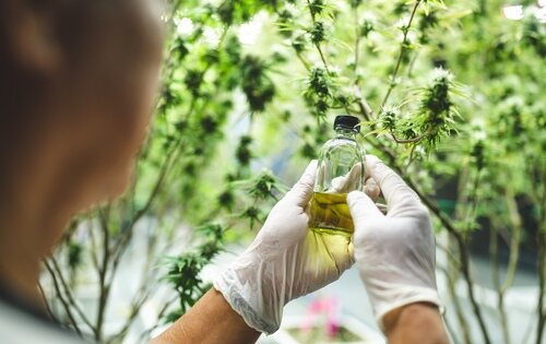 Científico médico con cáñamo de cannabis investiga para elaborar un extracto de hierbas (CBD)