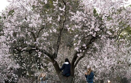 Almendros en flor en el parque Quinta de los Molinos