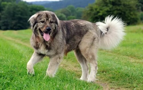 Perro pastor de Cáucaso