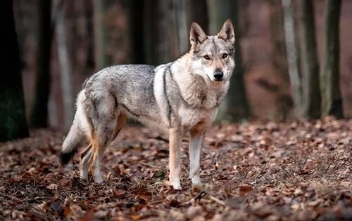 Lobo de Saarlos