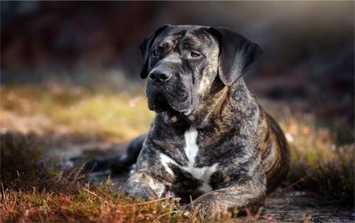 Presa canario