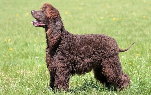 Perro de agua americano