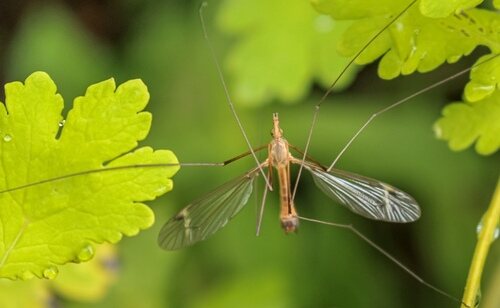 El dengue se transmite por la picadura de mosquitos Aedes