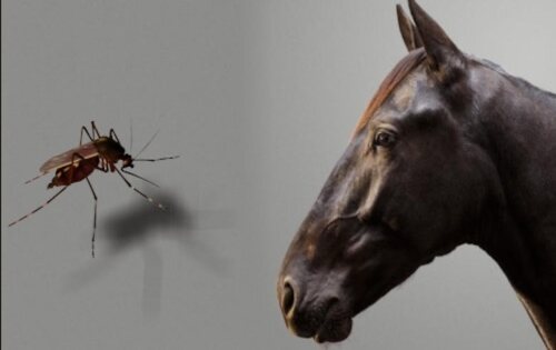El mosquito que transmite el virus y un caballo