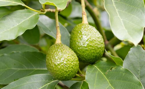 Árbol del aguacate