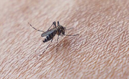 Los mosquitos tienen especial fijación con determinados colores