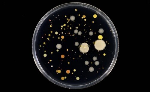La proliferación de superbacterias constituye un grave riesgo de salud pública