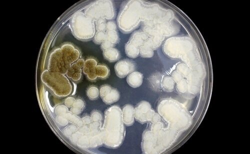 Las autoridades sanitarias de Estados Unidos alertan sobre las bacterias carnívoras en costas