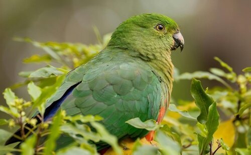 La Ley de Bienestar Animal regula las especies que podemos tener como mascotas