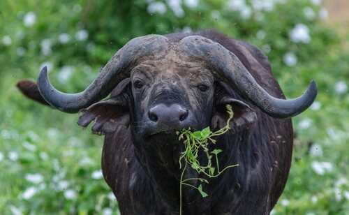 El búfalo africano es uno de los más peligrosos del mundo