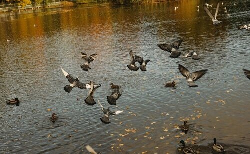 Las autoridades extreman las precauciones tras detectar un foco de gripe aviar en pleno parque de El Retiro