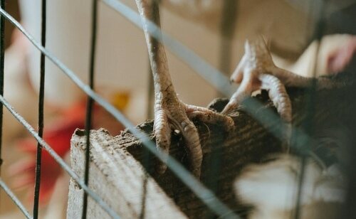 El Gobierno ha decretado el confinamiento en explotaciones avícolas ante la expansión de la gripe aviar