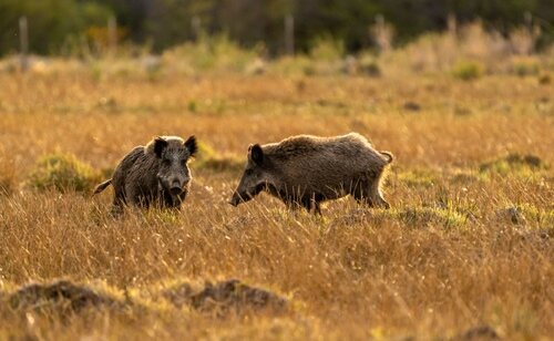 El virus ha sido detectado en jabalíes