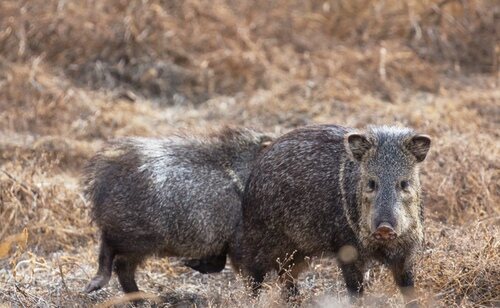 La Generalitat ha puesto el foco en la necesidad de controlar la población de jabalíes