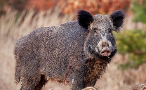 El brote de peste porcina africana en jabalíes amenaza la industria cárnica catalana