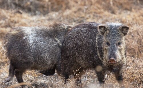 Todas las investigaciones apuntan a un laboratorio