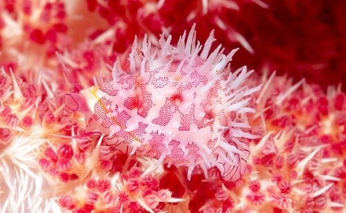 Los científicos no pudieron ocultar su sorpresa al comprobar que el microorganismo proliferaba en condiciones aparentemente imposibles