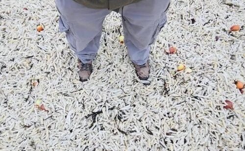 La playa apareció completamente repleta de patatas y cebollas